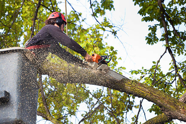 Dead Tree Removal